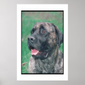 Mastiff Brindle Poster (Voorkant)