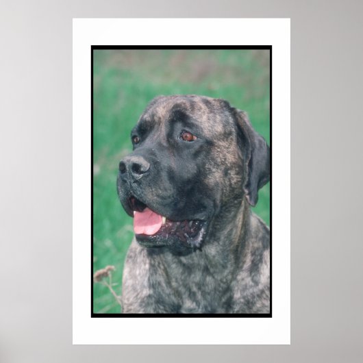 Mastiff Brindle Poster (Voorkant)