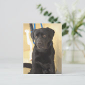Mastiff/Chocolate Labrador Retriever Briefkaarten (Staand voorkant)
