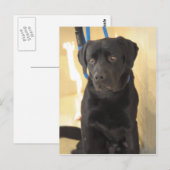 Mastiff/Chocolate Labrador Retriever Briefkaarten (Voorkant / Achterkant)