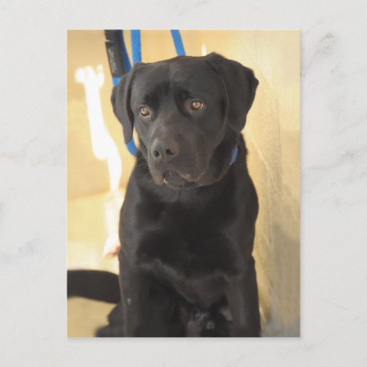 Mastiff/Chocolate Labrador Retriever Briefkaarten (Voorkant)
