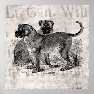  Mastiff Dog 1800s Mastiffs Dogs Sjablonen Poster