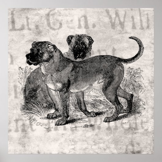  Mastiff Dog 1800s Mastiffs Dogs Sjablonen Poster (Voorkant)