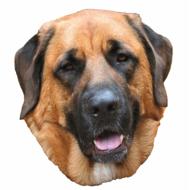 Mastiff Dog Face  Fotobeeldje Magneet (Voorkant)