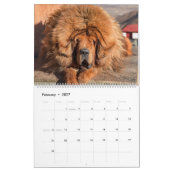 Mastiff Dogs, Mastiffs Kalender (Feb 2027)