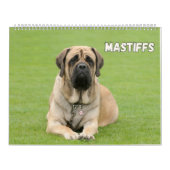 Mastiff Dogs, Mastiffs Kalender (Hoes)