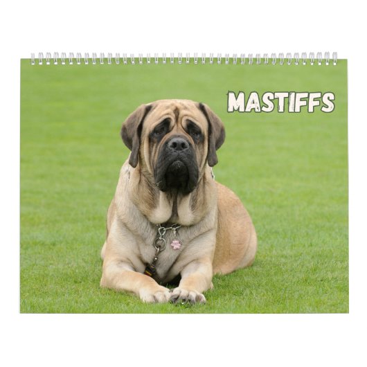 Mastiff Dogs, Mastiffs Kalender (Hoes)