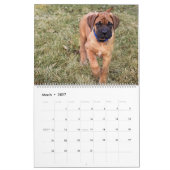 Mastiff Dogs, Mastiffs Kalender (Mar 2027)