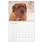 Mastiff Dogs, Mastiffs Kalender (Jan 2027)