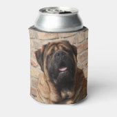 Mastiff englische Dogge Blikjeskoeler (Blikje Achterkant)