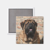 Mastiff englische Dogge Vatertag Magneet (Voorkant / Achterkant)