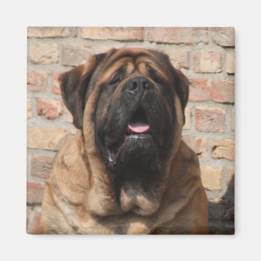 Mastiff englische Dogge Vatertag Magneet (Voorkant)