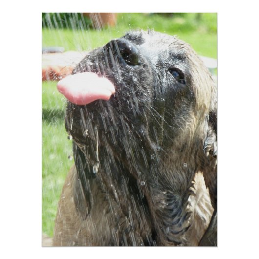 Mastiff englische Dogge Vatertag Perfect Poster (Voorkant)