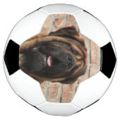 Mastiff englische Dogge Voetbal (Gedraaid)