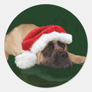 Mastiff in een kersthoed ronde sticker
