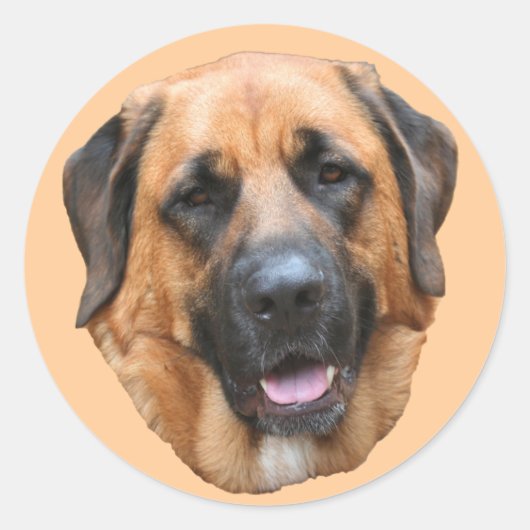 Mastiff Mix Dog Face Sticker (Voorkant)