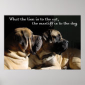 Mastiff Pair Poster (Voorkant)