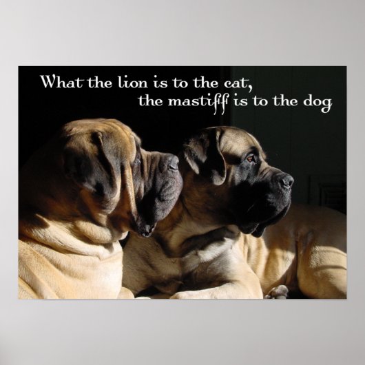 Mastiff Pair Poster (Voorkant)