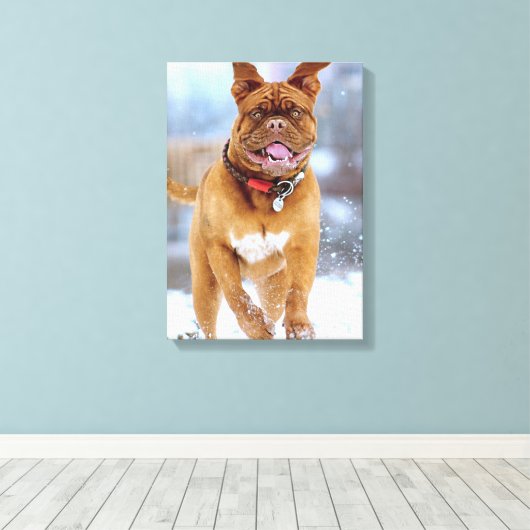 Mastiff Plus Canvas Afdruk (Insitu (Houten vloer))