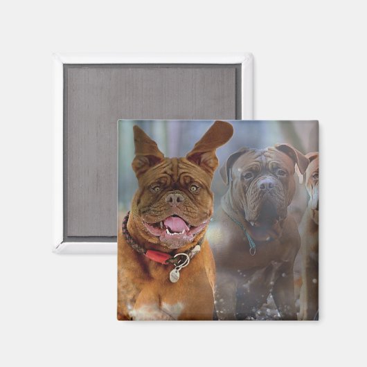 Mastiff Plus Magneet (Voorkant / Achterkant)