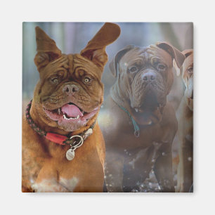 Mastiff Plus Magneet