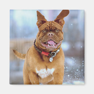 Mastiff Plus Magneet