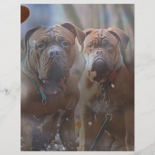 Mastiff Plus-papier (Achterkant)