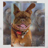 Mastiff Plus-papier (Voorkant / Achterkant)