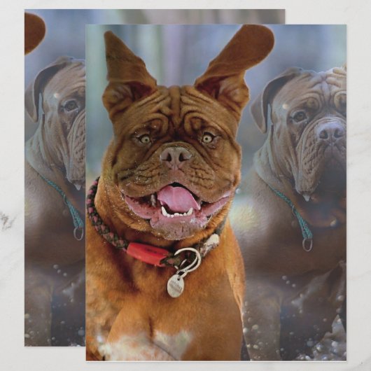 Mastiff Plus-papier (Voorkant / Achterkant)