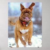 Mastiff Plus Poster (Voorkant)