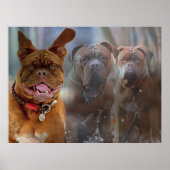 Mastiff Plus Poster (Voorkant)