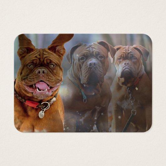 Mastiff Plus-profielkaart Visitekaartje (Voorkant)