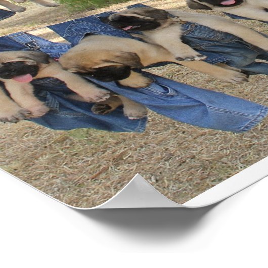 Mastiff-Poster Poster (Hoek)