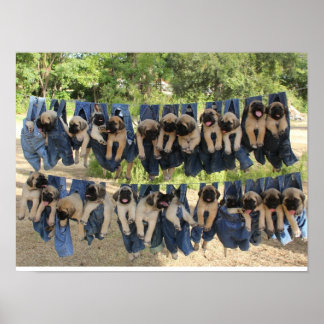 Mastiff-Poster Poster