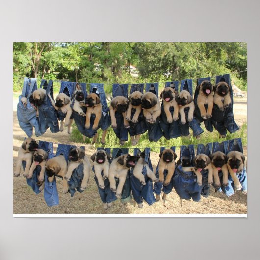 Mastiff-Poster Poster (Voorkant)