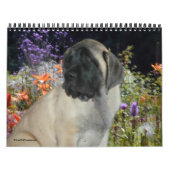 Mastiff Puppies Kalender (Hoes)