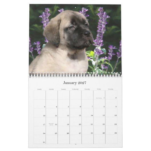 Mastiff Puppies Kalender (Jan 2027)