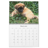 Mastiff Puppies Kalender (Mar 2026)