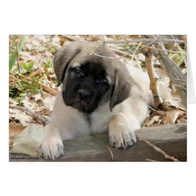 Mastiff puppy in bossen (Voorkant Horizontaal)