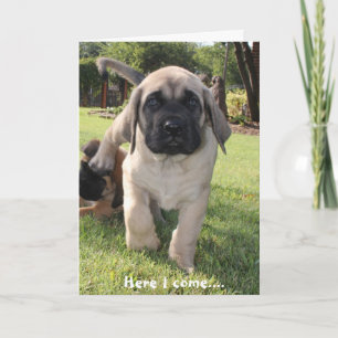 Mastiff puppy komt om u een gelukkige v-dag te wen feestdagen kaart