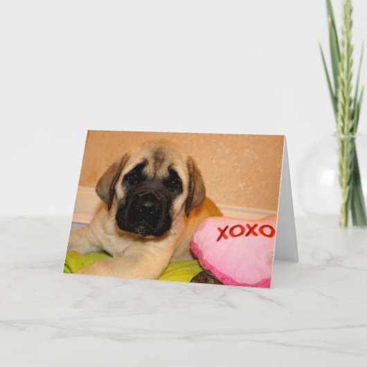 Mastiff puppy valentijn kaart (Voorkant)