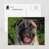 Mastiff Smile Briefkaarten (Voorkant / Achterkant)