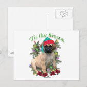 Mastiff "Tis Briefkaart (Voorkant / Achterkant)