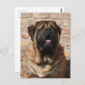 Mastiff Vatertag englische Dogge, Briefkaart (Voorkant / Achterkant)