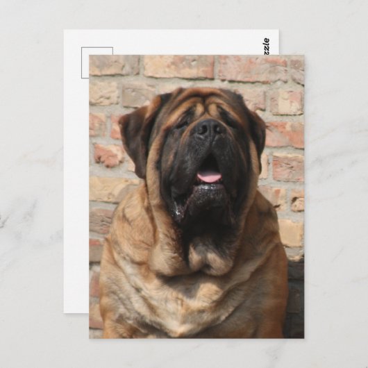 Mastiff Vatertag englische Dogge, Briefkaart (Voorkant / Achterkant)