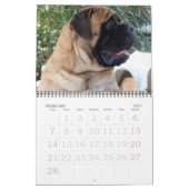 Mastiffs Calendar Kalender (Feb 2027)