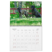 Mastiffs Calendar Kalender (Mar 2027)