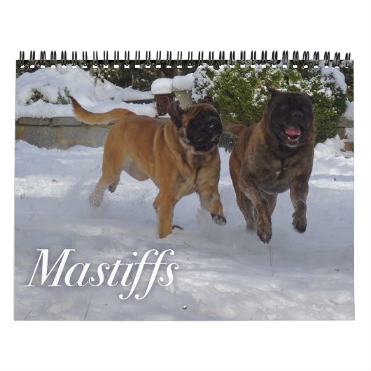 Mastiffs Calendar Kalender (Hoes)