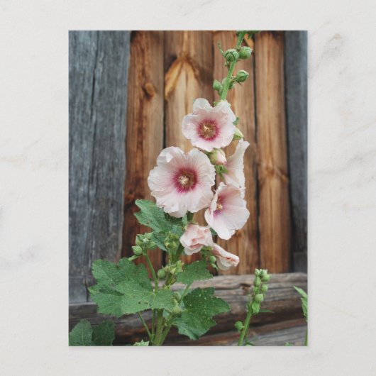 mat briefkaart (Voorkant)