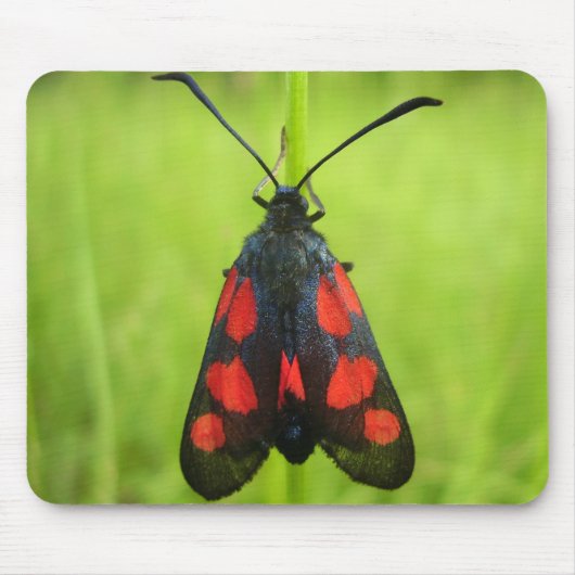 Mat van de Mouse van de Moth van de Bot van de Vij Muismat (Voorkant)